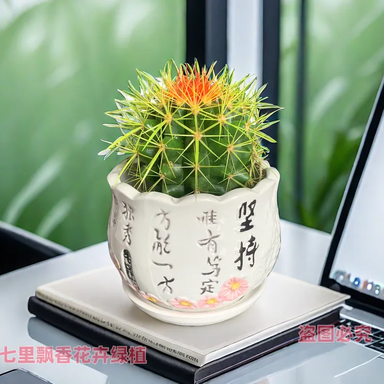 彩色金琥仙人球室内办公桌面盆栽多肉仙人掌绿植防辐射好养电脑