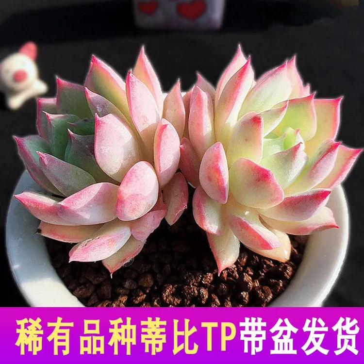 TP群生老桩型多肉办公室阳台防辐射净化空气新手好养室内绿植盆栽