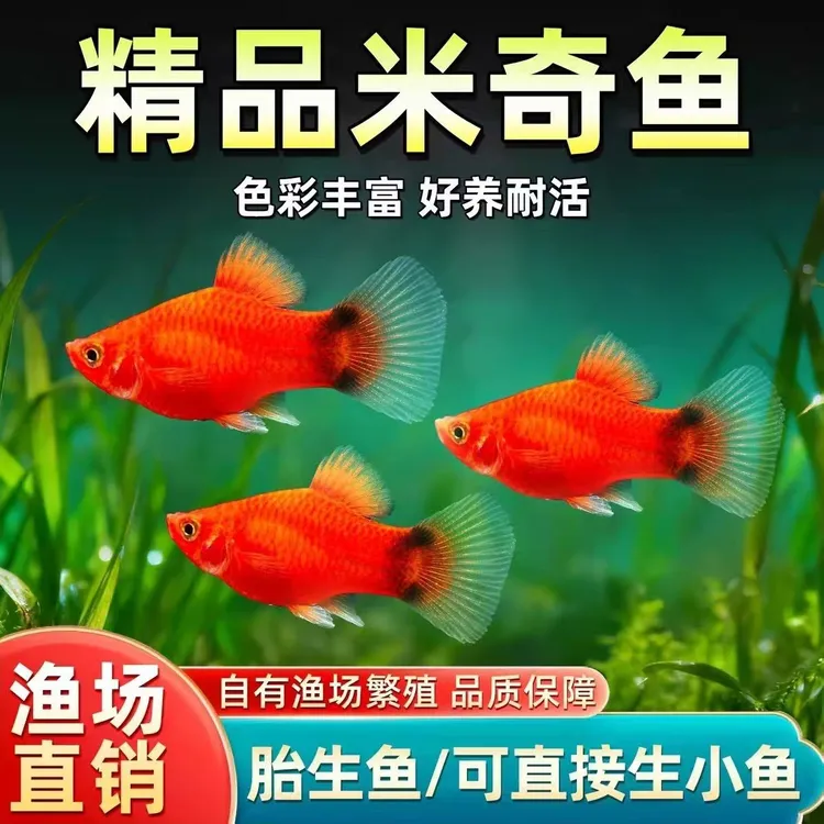 米奇鱼观赏鱼广东发货养殖鱼缸稻田鱼塘养殖可观赏食用淡水米奇鱼