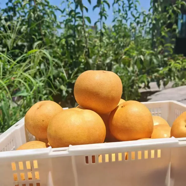 四川农家种植丰水梨当季水果现摘现发脆甜多汁