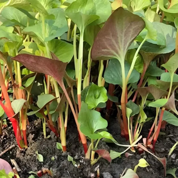 【鱼腥草种子】家庭种植耐寒耐热阳台花盆小院种植