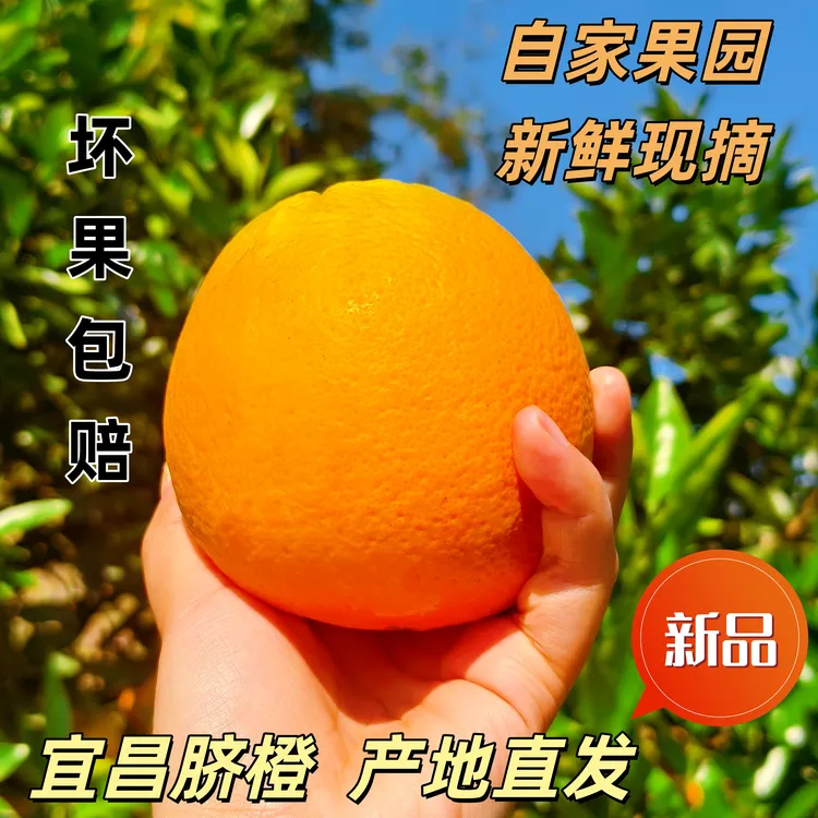 现摘水果湖北宜昌秭归三峡脐橙新鲜当季水果纽荷尔脐橙冬天水果