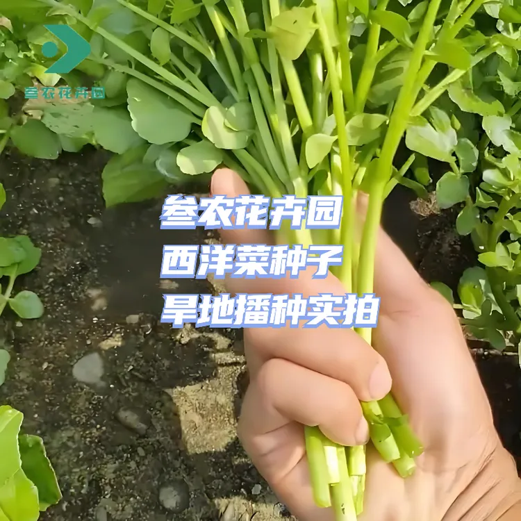 广东西洋菜种子豆瓣菜种子水培菜籽四季阳台庭院家庭种植蔬菜种子