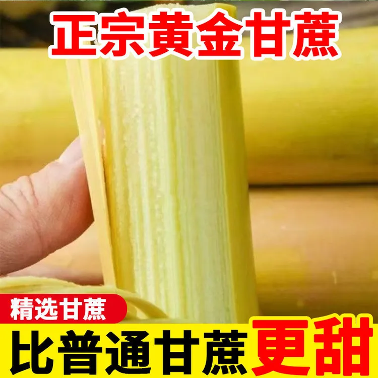 黄金甘蔗西双版纳甘蔗青皮手撕甘蔗lm