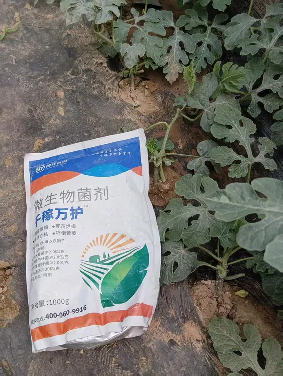 重茬根腐预防炭疽青枯软腐病生物菌剂增产保花保果专用肥生根壮苗