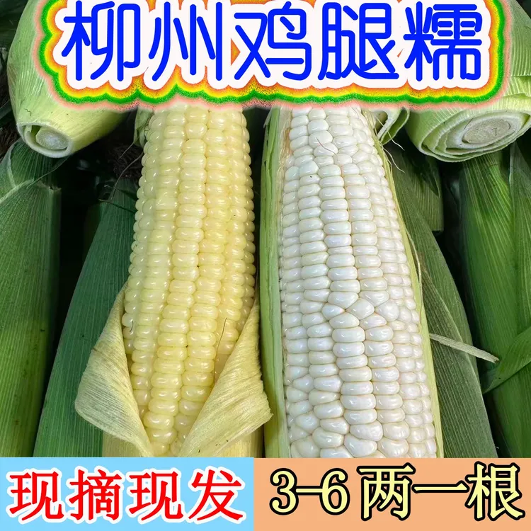 广西柳州现摘现发鸡腿糯软糯香小香糯白糯玉米甜玉米带壳整箱