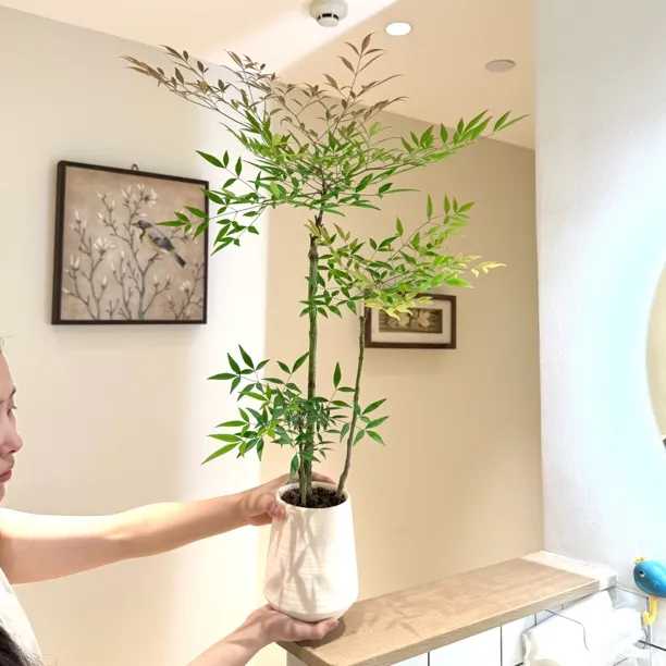 南天竹禅意北欧轻奢风盆栽盆景室内阳台办公室耐阴好养花卉绿植