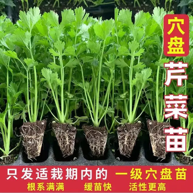 正宗浓香四季小香芹秧苗带土球老品种露天种植优质穴盘苗西芹白芹
