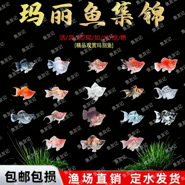 Molly钻石眼玛丽鱼瓷白柠檬黄玛丽奶牛胎生鱼燕尾玛丽球