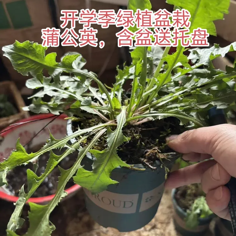 老桩盆景蒲公英盆栽可食用景观植物桌面植物造景黄开学季植物盆栽