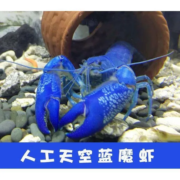 大型新手好养耐活鳌虾观赏虾活体宠物人工天空蓝魔火山破坏者僵尸