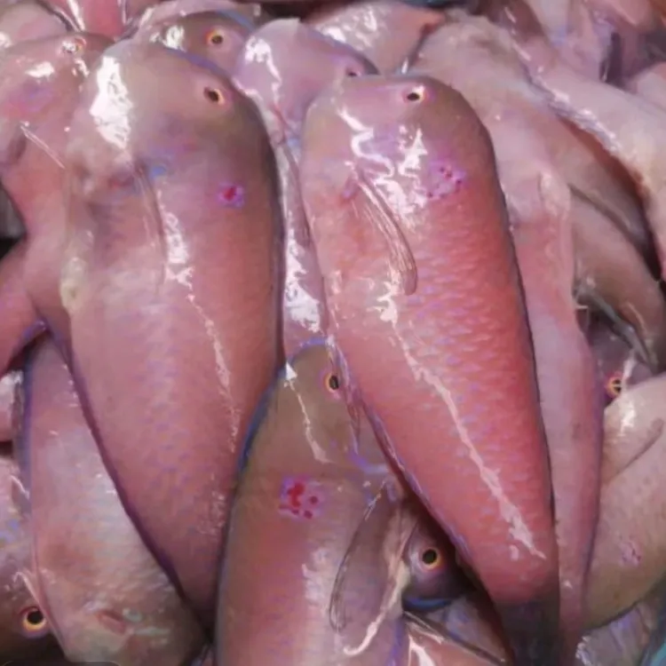 神泉本港放莲中马头8-10条左右洗杀好1斤剩8两