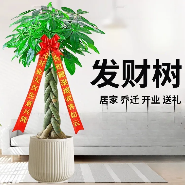 辫子发财树乔迁送礼大型室内好养发财树客厅招财树易活绿植去甲醛