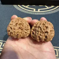 【中国涞水麻核桃协会】 19 G42121-白狮子打底核桃-尺寸35-39mm-