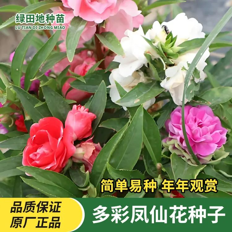 多彩凤仙花种子多彩盆栽急性子四季种庭院重瓣混色学生实验指甲花