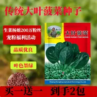【买一送一】大叶菠菜种子 抗病耐热寒春秋农家菜园蔬菜