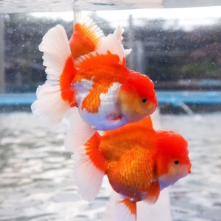 (一兜)保底13条泰狮元宝鎏金组合好养耐活