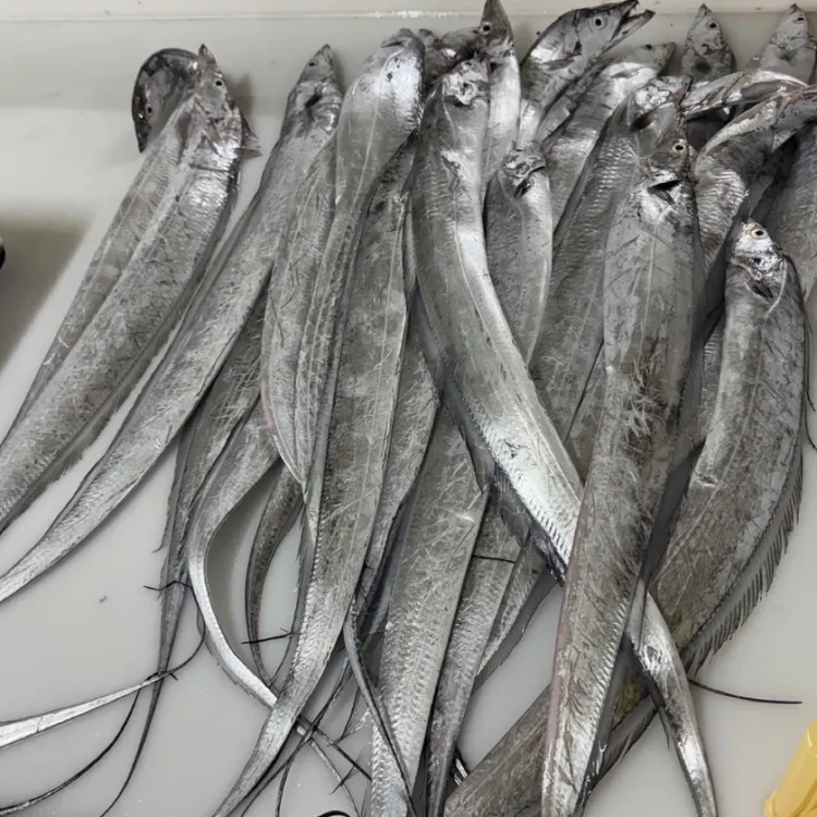 大连渤海湾 新鲜带鱼3斤（放干冰冷冻发货有脱皮易破肚介意勿拍）