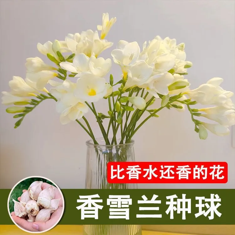 香雪兰种球基地直发重瓣球根小苍兰进口大花种球四季开花香满屋