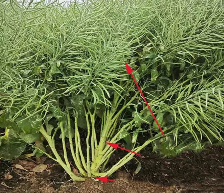航天杂粮  白芝麻 航天油菜籽 太空育种