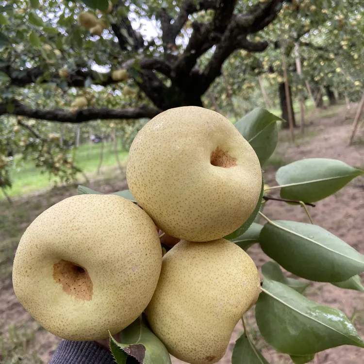 砀山农家古树酥梨5斤 /10斤装 （达人专属1）