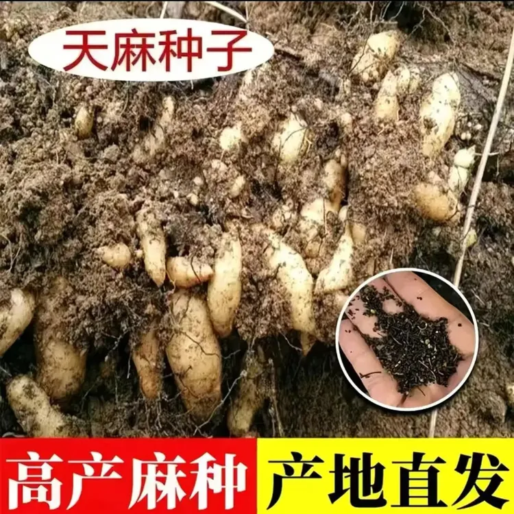 【天麻种子】春播种植当季高产新种盆栽阳台天麻种植蔬菜种子商品图