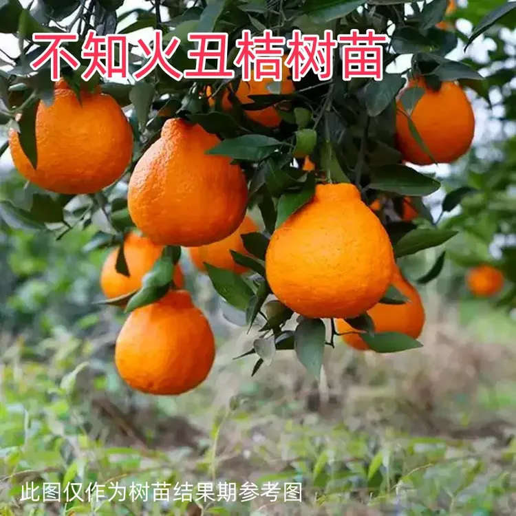 不知火丑桔嫁接橘树苗3月份成熟南北方种植盆地栽【2年苗买一发三