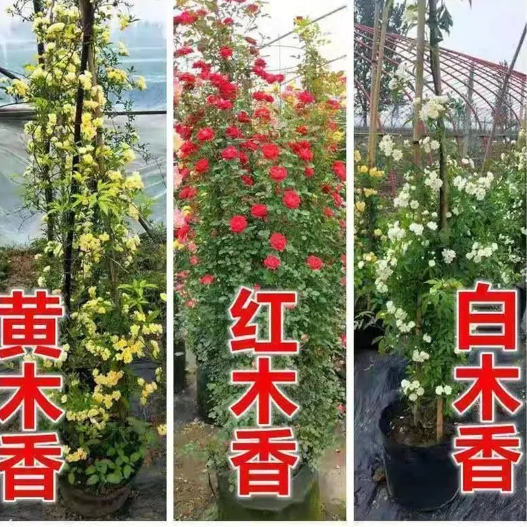 黄木香花苗爬藤月季植物浓香四季红木香庭院攀援
