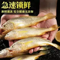 大号款小黄鱼 正宗舟山野生黄花鱼 细鳞肉质鲜嫩