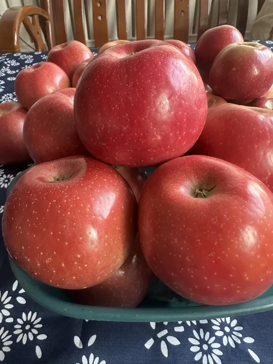 宁夏沙坡头片红红富士苹果新鲜现摘脆甜多汁水果产地直发