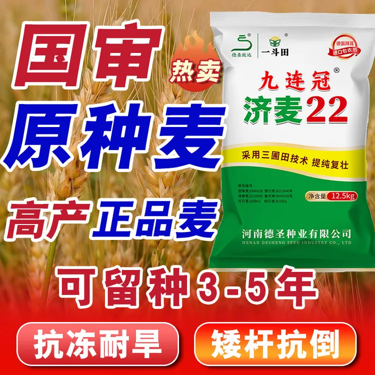 【12.5kg济麦22】免费包衣 国审精选高产 矮秆抗倒伏 大穗小麦种子