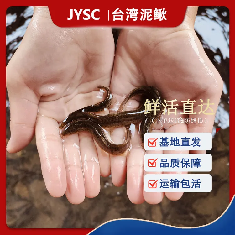 鲜活小泥鳅活体喂宠放生路亚乌龟龙鱼虎鱼鳜鱼翘嘴饵料活鱼