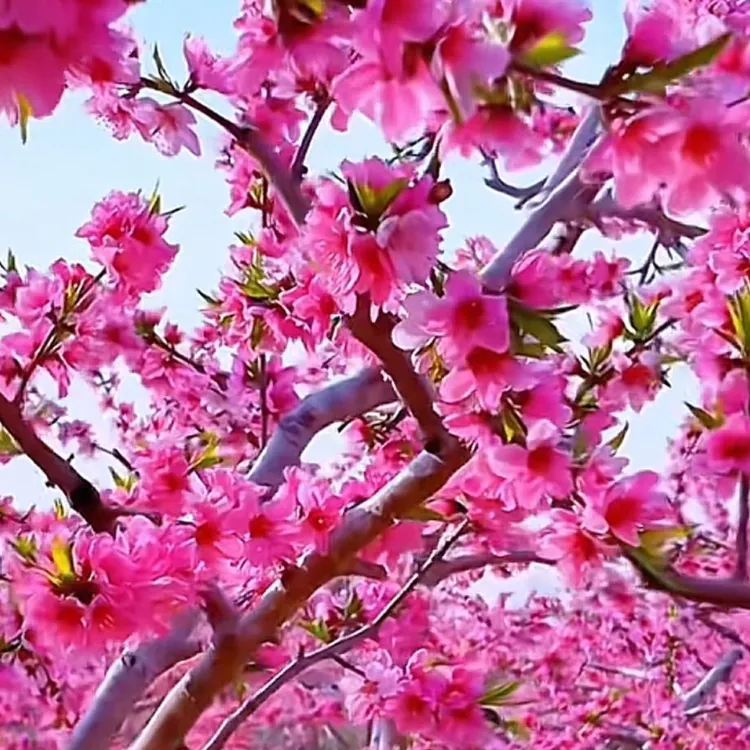 重瓣桃花寿星桃苗桃花盆景桃花苗绿植庭院庭院阳台 当年开盆栽