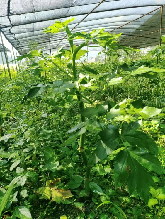 咸草长寿菜老茎干货正品仿野生露天种植可泡茶干蔬菜自然晾晒干净