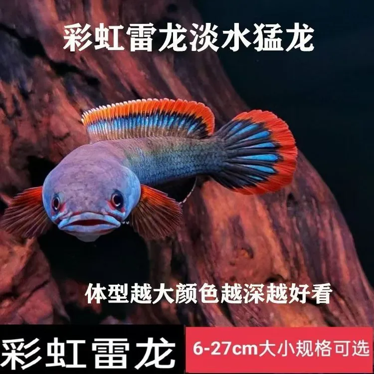 观赏鱼彩虹雷龙鱼冷水鱼原生鱼大尺寸不易趴缸发色惊艳卖鱼直播间