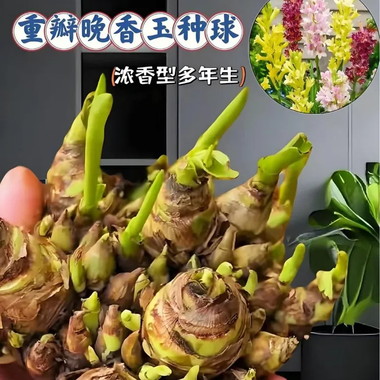 【晚香玉种球】正宗重瓣浓香型室内外庭院花卉盆栽基地单质氮肥商品图