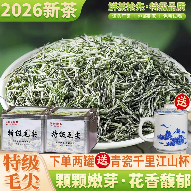 2026新茶特级信阳毛尖茶白毫满披根根嫩芽一罐半斤两罐送青瓷杯 Y商品图