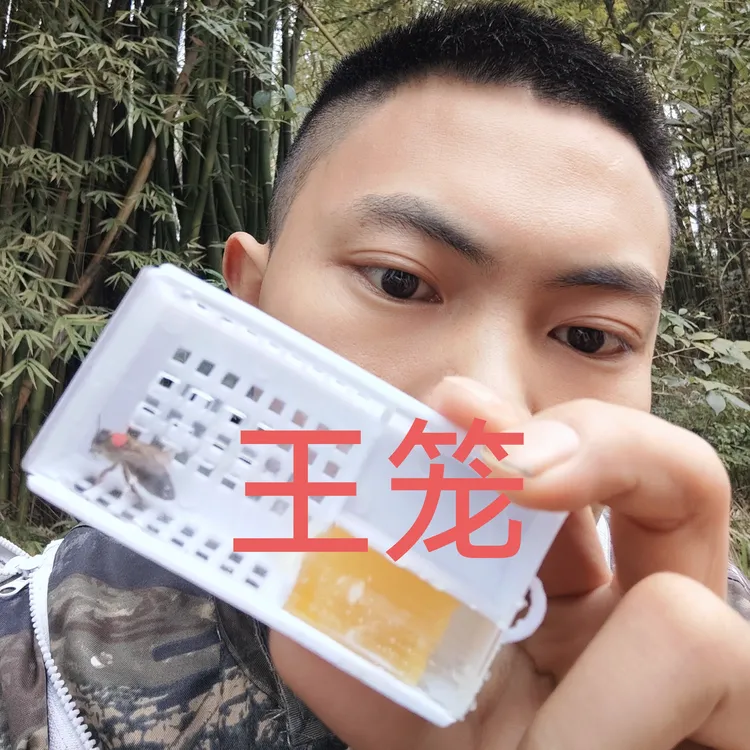 一代阿坝新开产王蜂王中蜂蜂王阿坝王交尾王
