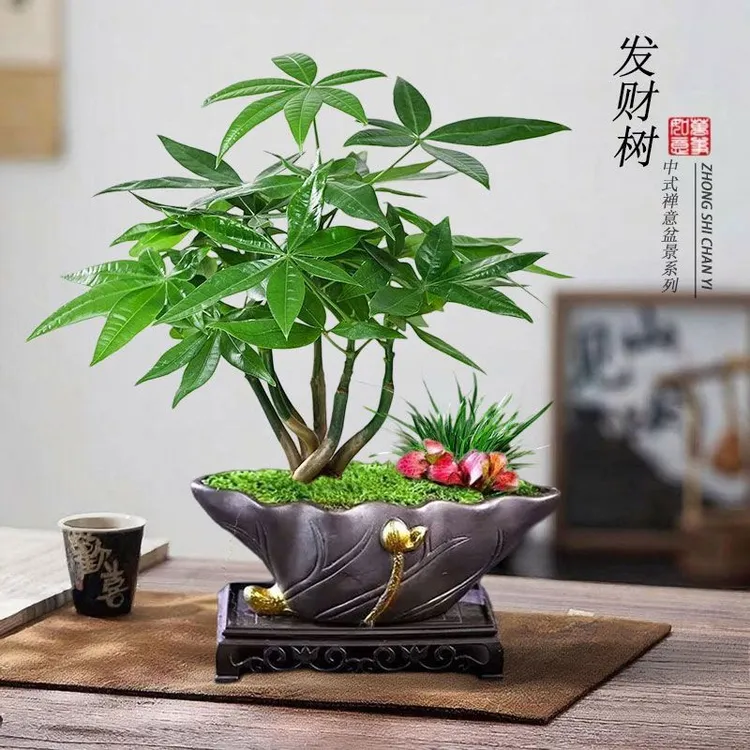 五福临门发财树盆栽造型盆景办公室内桌面客厅绿植物中式花卉四季