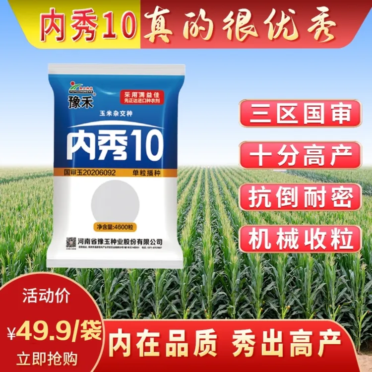 高产玉米内秀10早熟抗倒耐密机械收粒三区国审