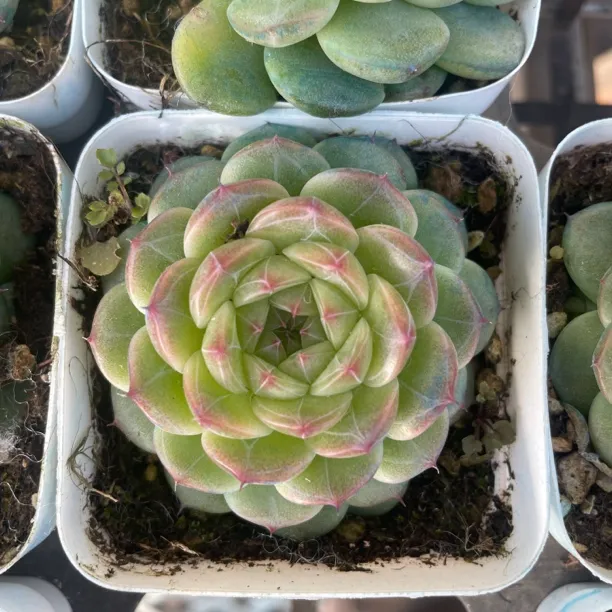 二代雪花珍妮多肉植物可乐珍妮多肉盆友懒人的最爱