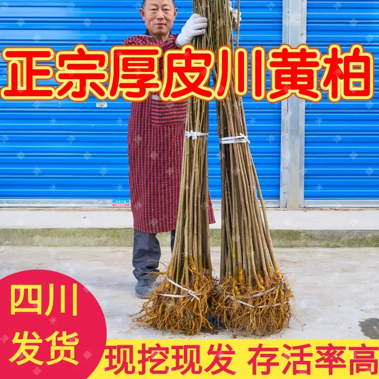 黄柏树苗四川基地批发厚皮大叶黄柏苗南北可种保湿发货死苗包赔
