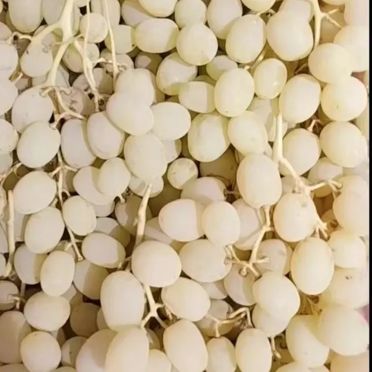 【顺丰空运】新疆阿图什木纳格葡萄当季新鲜现摘清甜可口新疆直发