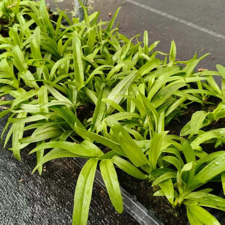 土豆石斛泰国进口斛兰室内外好养易活开花爆花花卉绿植盆栽