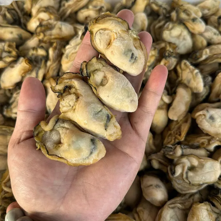 汕尾马宫晨洲本港金蚝干