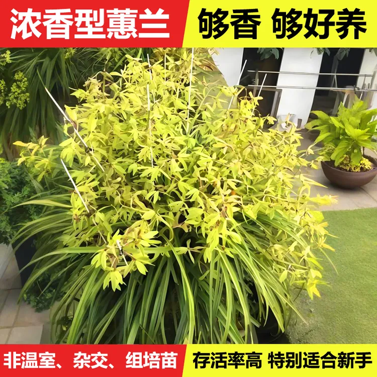 湖北浓香味蕙兰九节兰惠兰九头国兰鲜花卉草带苞室内阳台耐寒盆栽