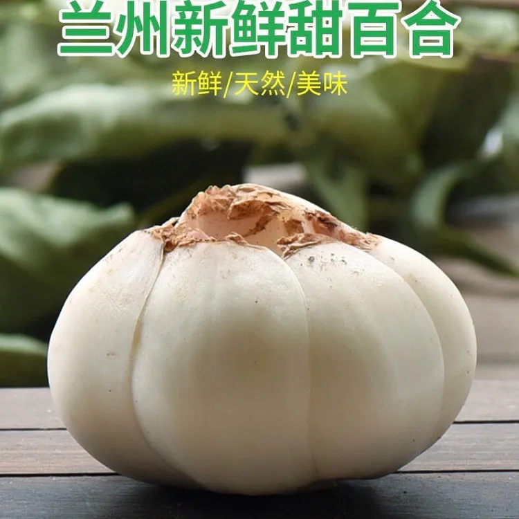 人间有苦百合香甜兰州甜百合爸爸