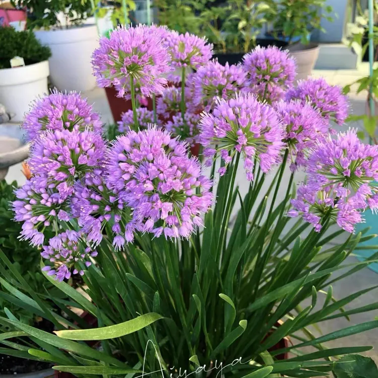 小花葱千禧年耐热耐寒可食用可观赏花量大北方适应性强一两植物