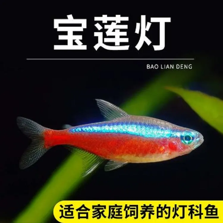 宝莲灯淡水小鱼鱼家庭观赏鱼饲养小型南美灯科鱼