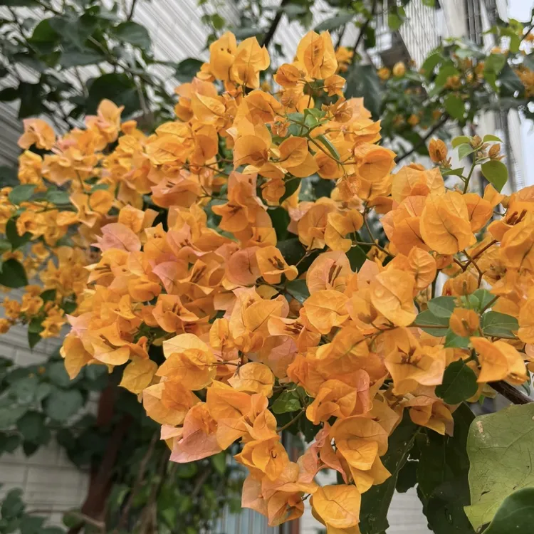 加州黄金三角梅盆栽爆花强耐热耐晒庭院阳台花卉新手易养护